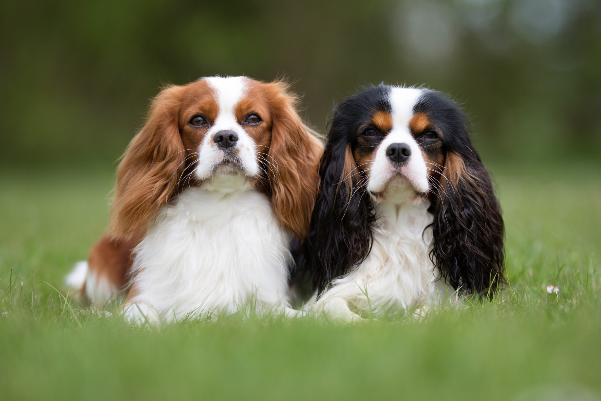 The Most Expensive Dog Breeds In The World