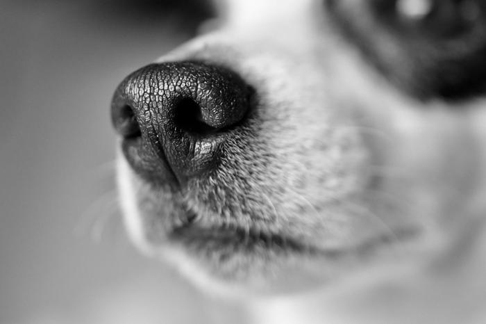 ¿es verdad que los perros huelen el miedo?