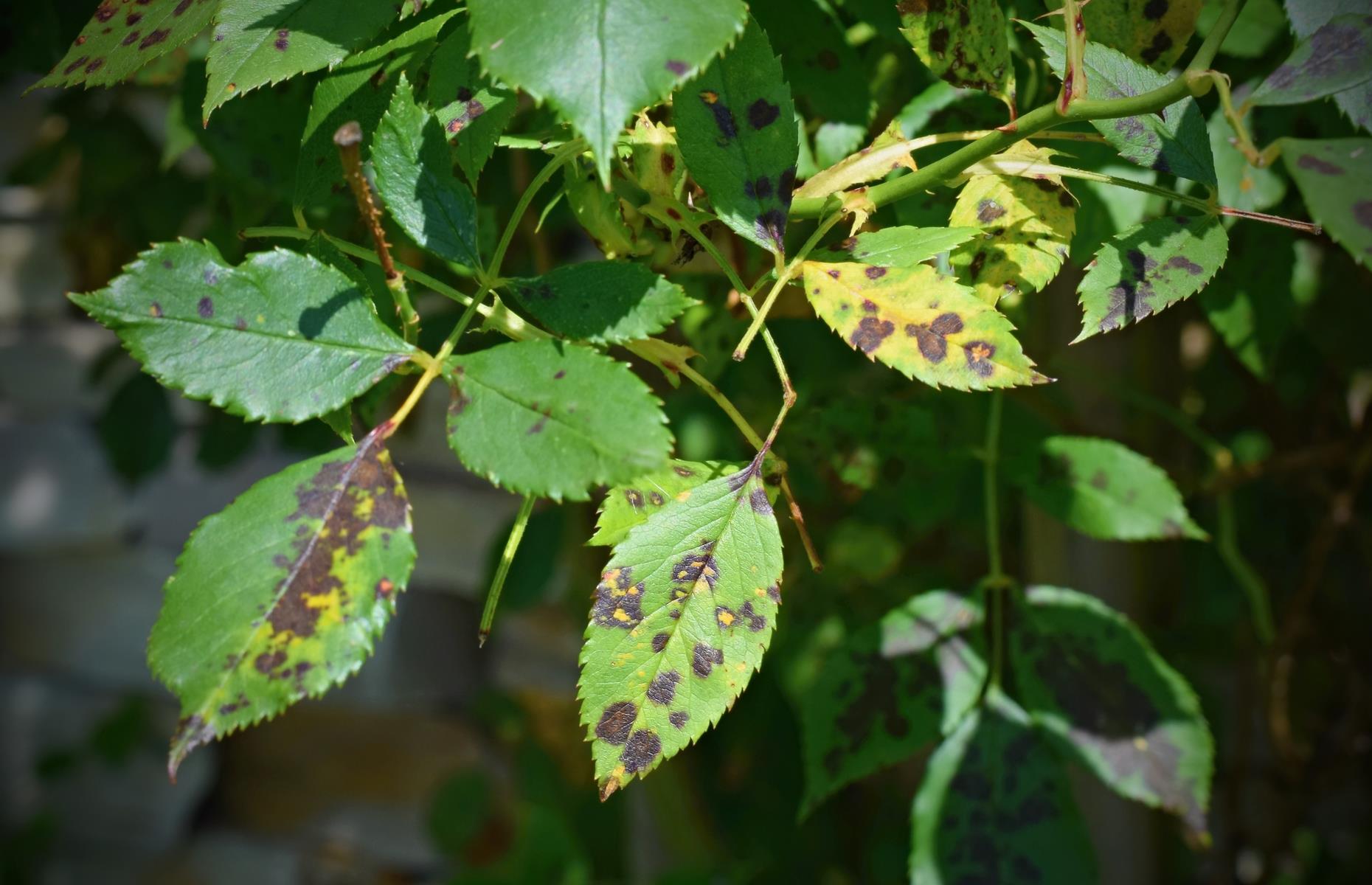 Leaf rust on plants фото 40