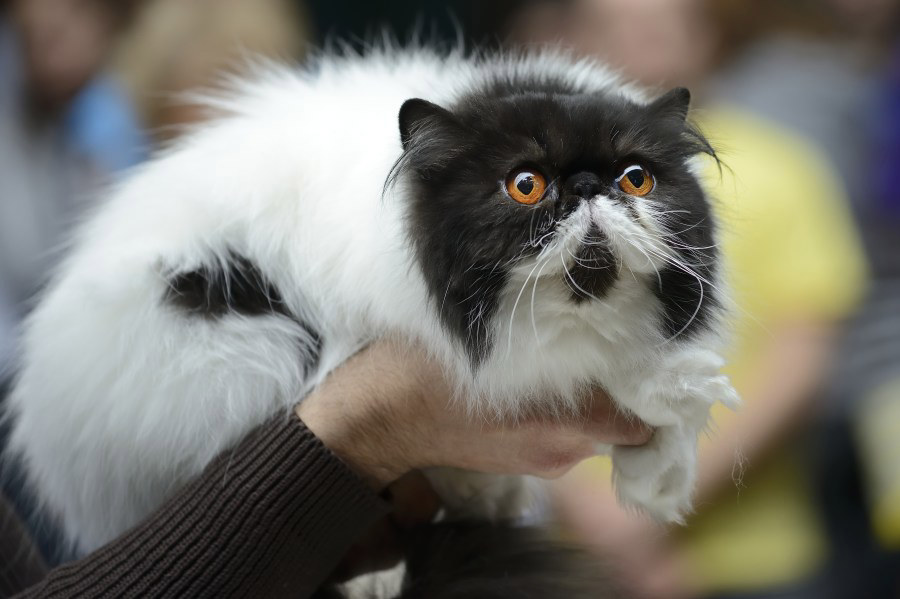 Cat show prowling into Wichita this weekend
