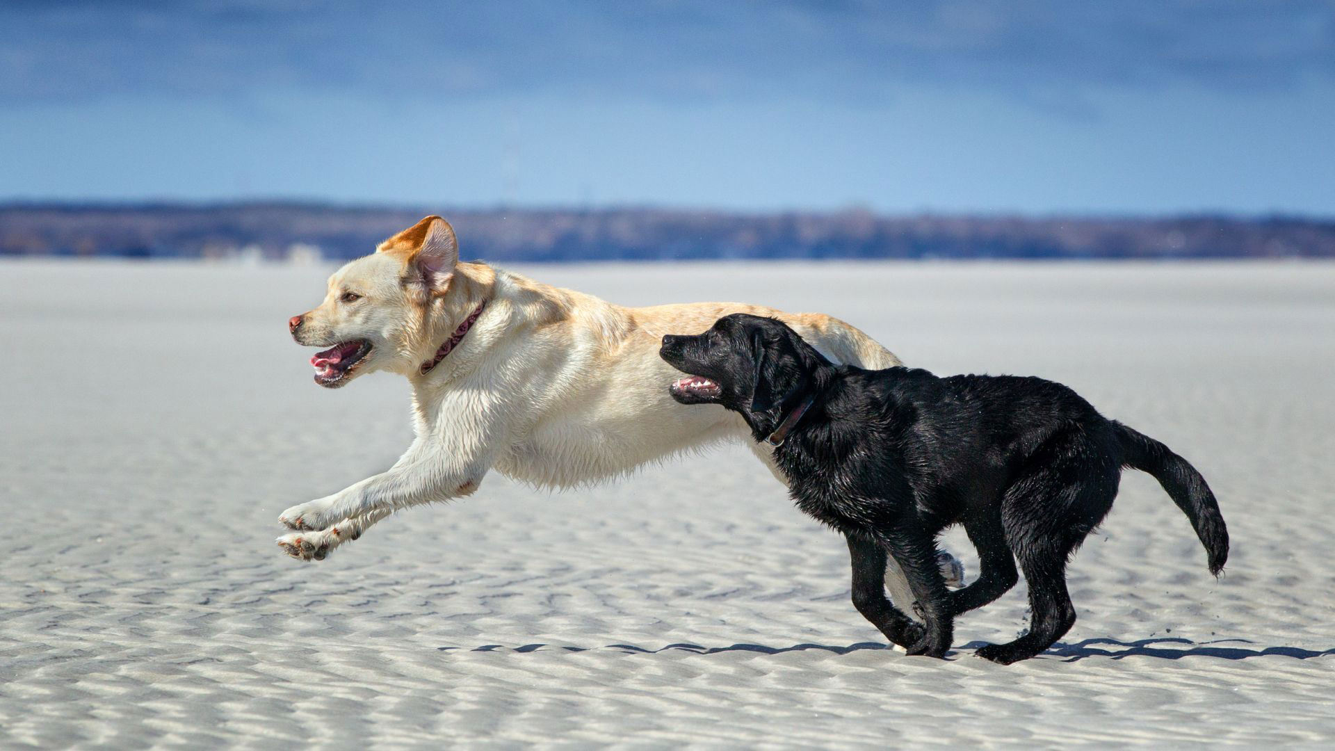 Best dog-friendly beaches in the US