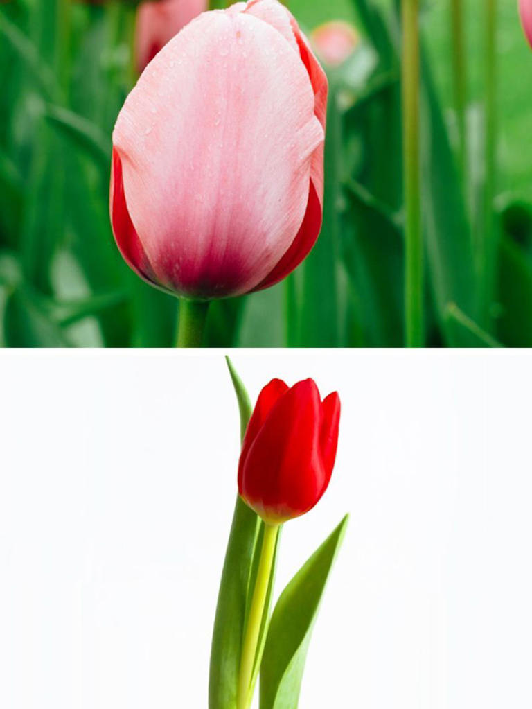 Red to Pink: 7 beautiful colours of Tulip