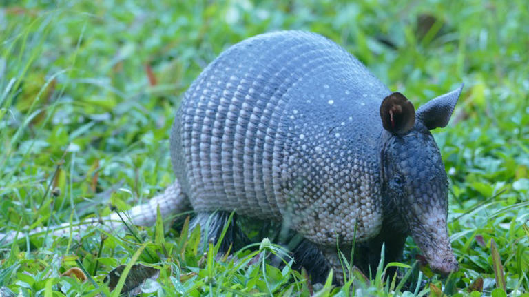 The Best Way To Keep Armadillos Out Of Your Yard And Garden