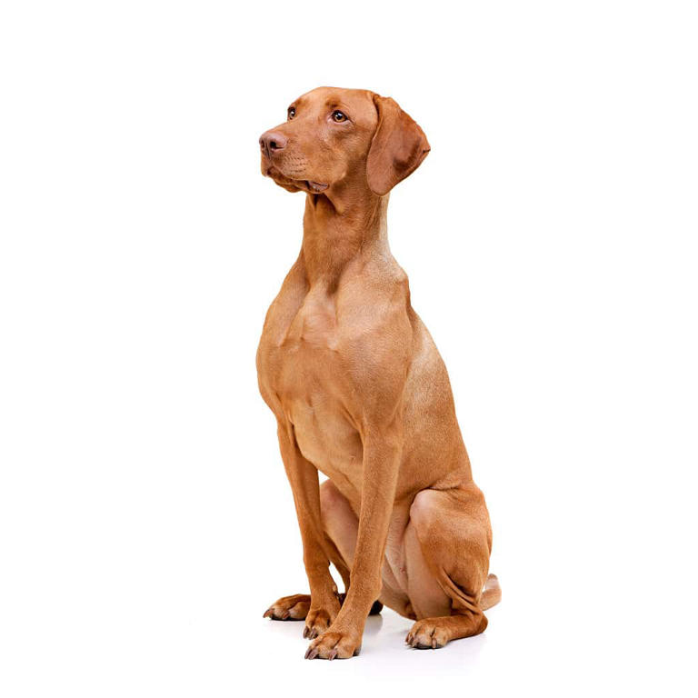 Male vs. Female Vizsla: 6 Key Differences