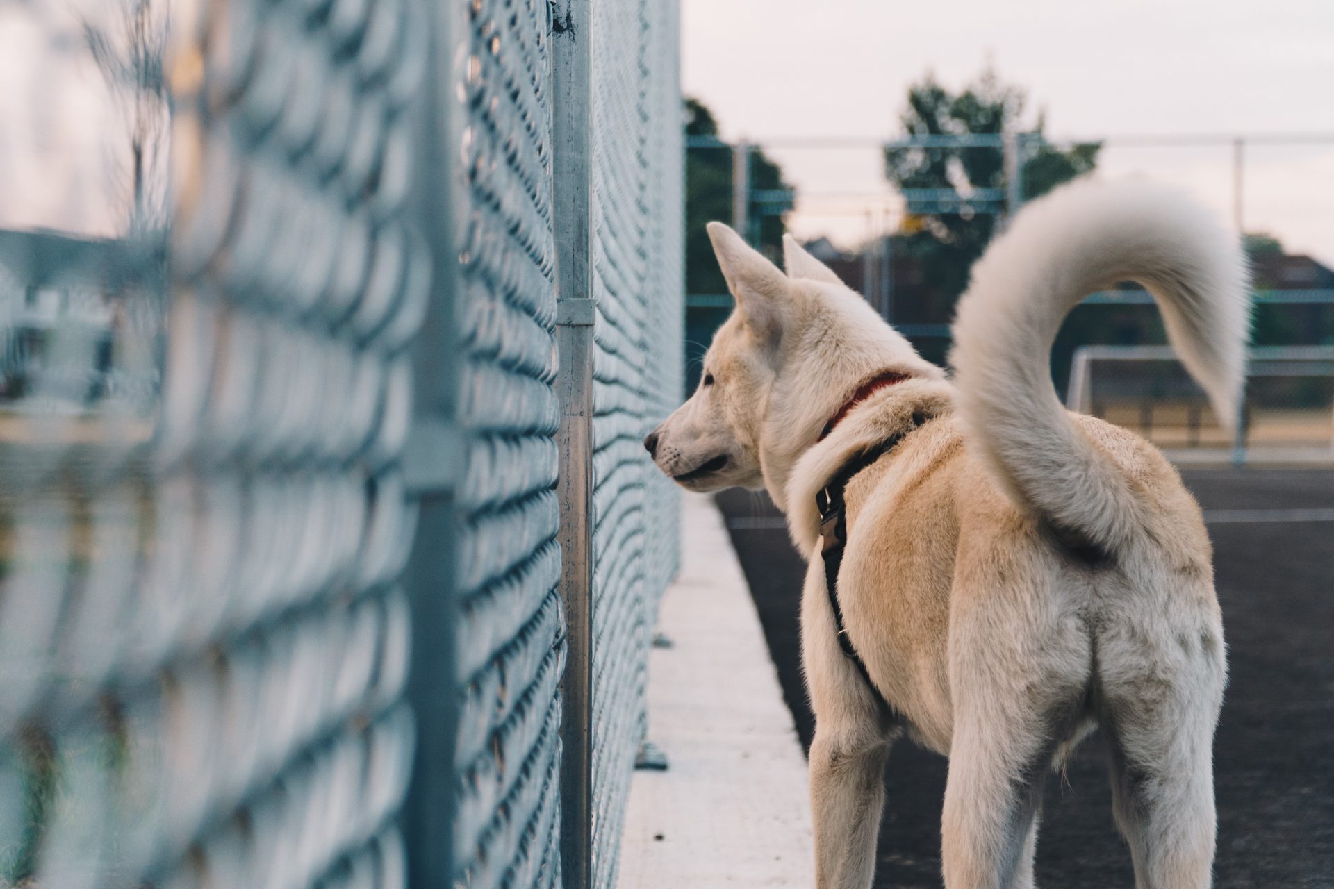 Tail wagging. Хвост собаки. Собака завиляла хвостом. Собачка виляет хвостом. Счастливая собака.