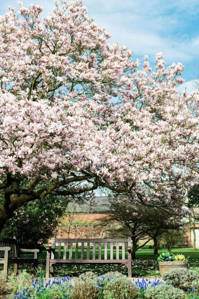 5 Inspiring Magnolia Tree Ideas For Your Front Garden
