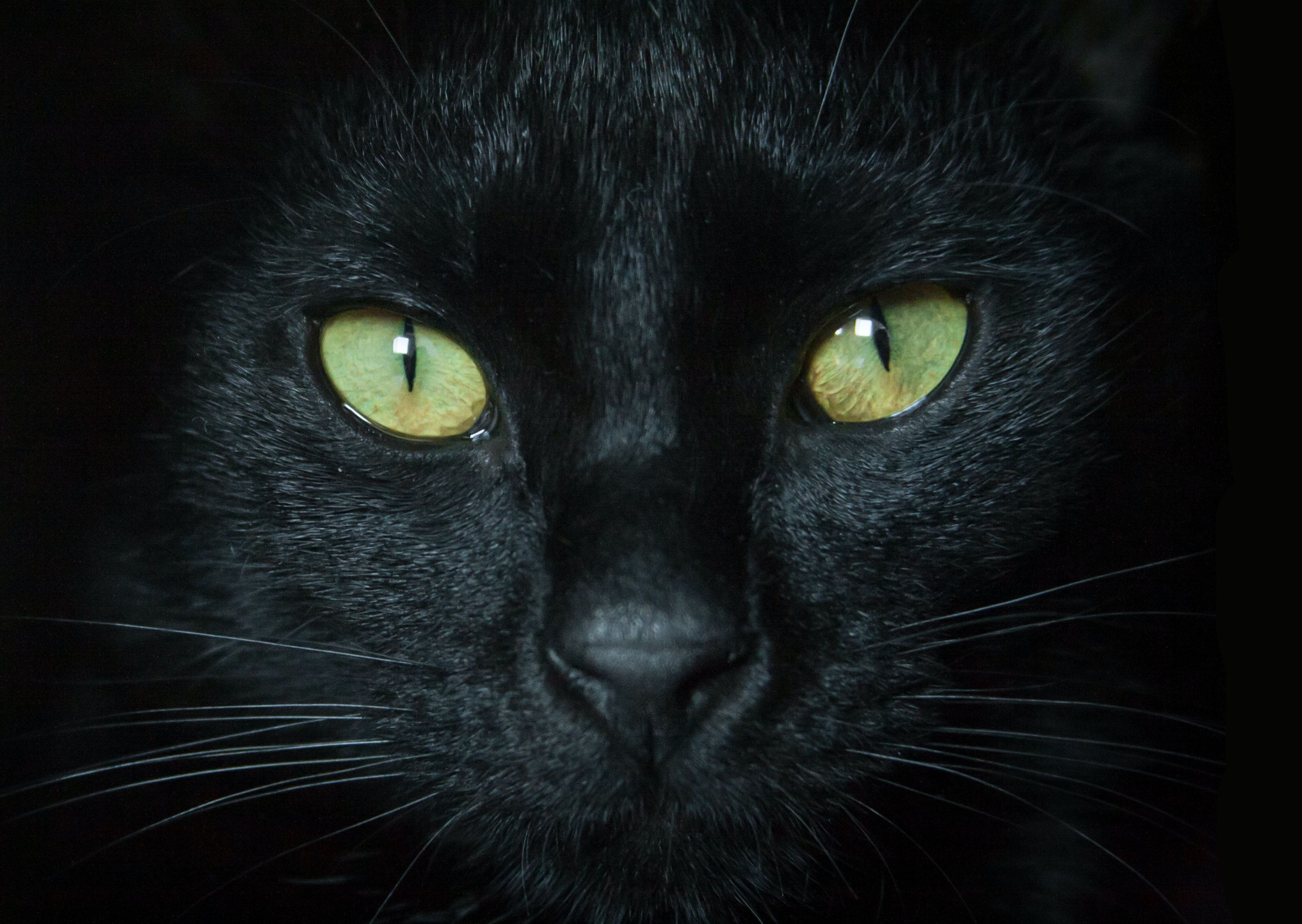 ¿qué pasa si tengo un gato negro en casa?