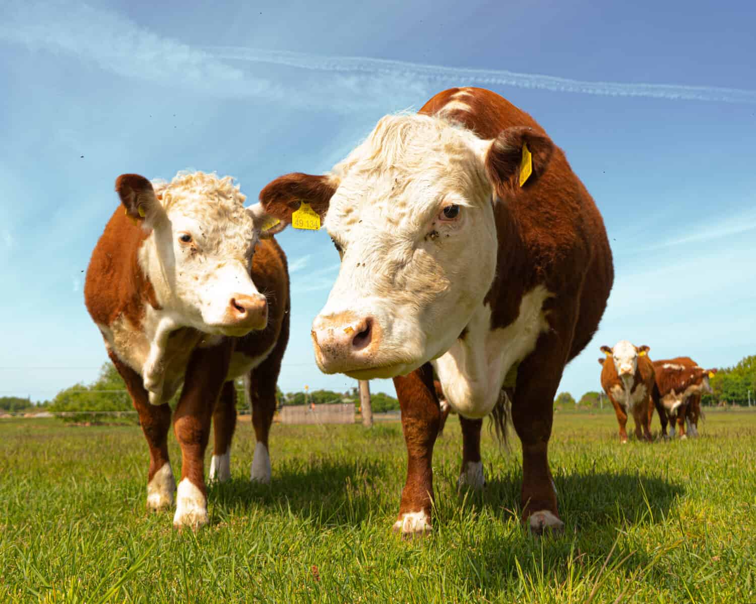 6 States That Produce the Most Beef and Cattle