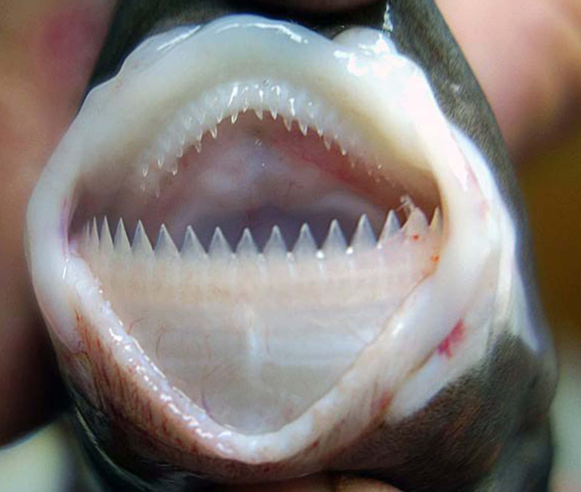 У какого животного всю жизнь растут зубы. Исистиус бразильентис. Большезубая сигарная акула. Бразильская светящаяся акула. Бразильская большезубая акула.