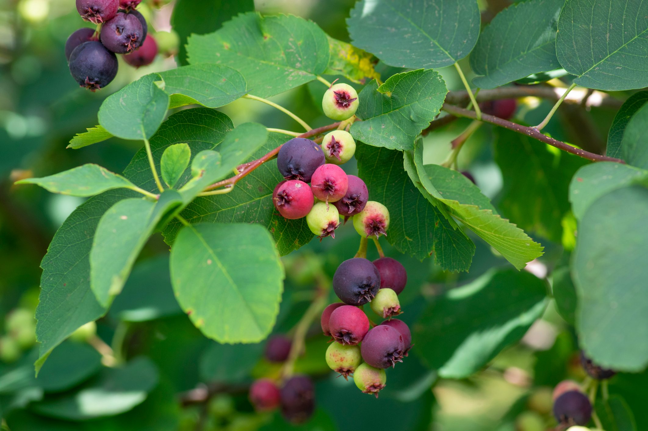 <p>Serviceberries are good for medium-sized yards. They can grow to 30 feet, but more often end up as <a href="https://www.familyhandyman.com/list/shrubs-for-shade/" rel="noopener noreferrer">multi-stemmed shrubs</a> half that size. Their early-spring blooms are great for bees, plus they're a host plant for swallowtail and other butterflies.</p> <p>Their berries bring dozens of bird species, from cedar waxwings to cardinals and mockingbirds. The fruits, edible for humans, are often used in jams and pies.</p> <p>Serviceberries grow in much of the U.S., with native species and their sun and shade needs varying by region. The downy serviceberry occupies a wide range from Florida to Maine, whereas the Saskatoon serviceberry thrives in the dry foothills of the Rocky Mountains.</p>