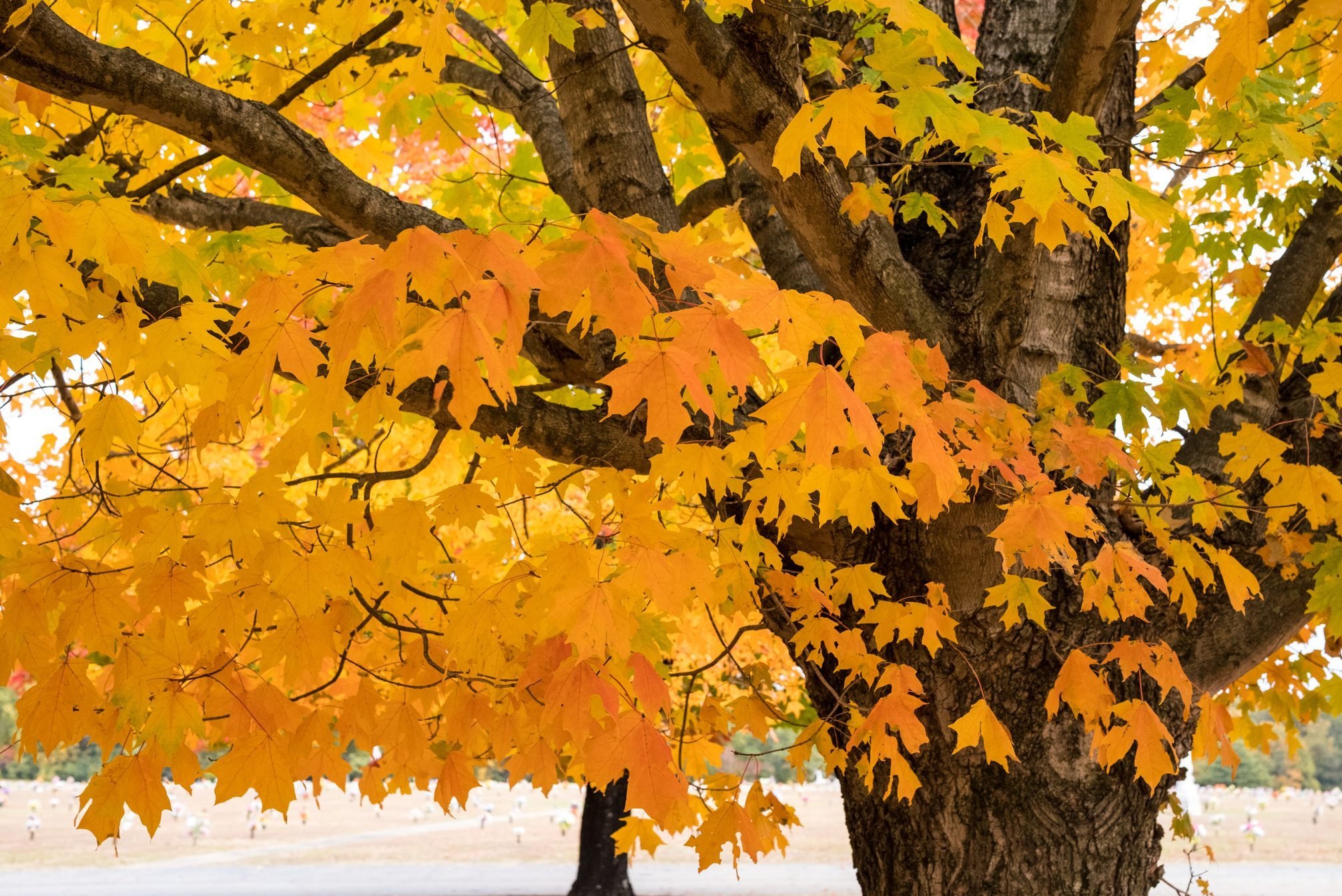 <p>While the large <a href="https://www.familyhandyman.com/article/common-types-of-maple-trees/" rel="noopener noreferrer">maples</a> in the Eastern U.S. are most celebrated for their fall <a href="https://www.familyhandyman.com/list/trees-great-fall-foliage/" rel="noopener noreferrer">foliage</a>, a range of smaller maples are native to the West.</p> <p>Wherever you live, they're sure to lure caterpillars and other insects that, in turn, attract insect-loving birds like kinglets and warblers, says Pantin. Their nectar-rich flowers are great for <a href="https://www.familyhandyman.com/list/plants-that-support-pollinators-full-life-cycle/" rel="noopener noreferrer">pollinators</a>. Owls, woodpeckers, warblers and tanagers nest in their cavities. Maples also attract deer, moose, squirrels and porcupines.</p> <p>In the East, from Missouri to Maine, native sugar maples are known for their fall colors. In the Great Plains, silver maples are a keystone species. And in the West and Northwest, bigleaf and Rocky Mountain maples are good bets.</p> <p>Maples prefer full-to-part sun and dry to moist soil. Ali says mulch around the base, water regularly during establishment and dry spells, prune selectively to remove dead or diseased branches and monitor for pests.</p>