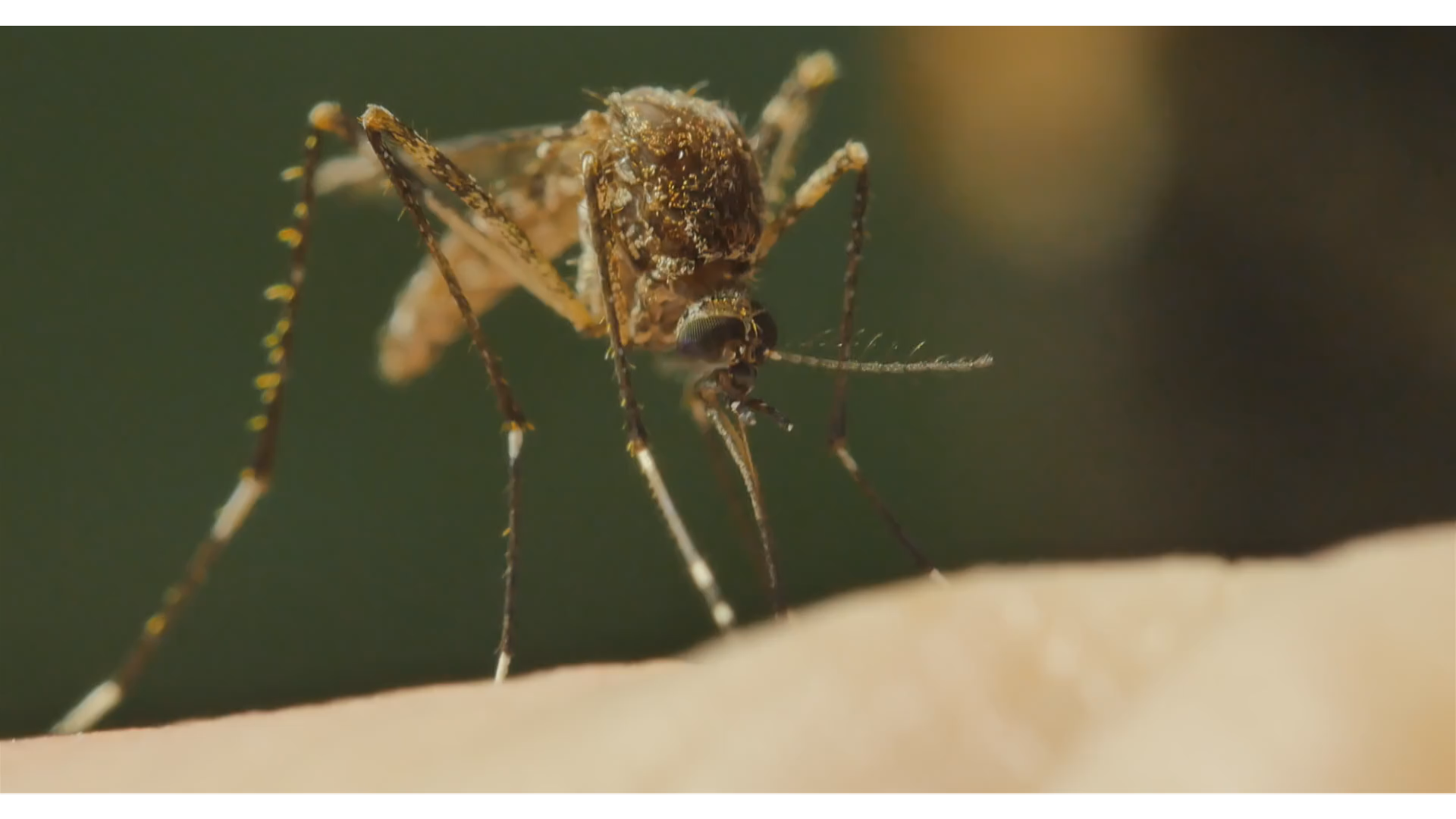 Second Case Of West Nile Virus Confirmed By State Officials