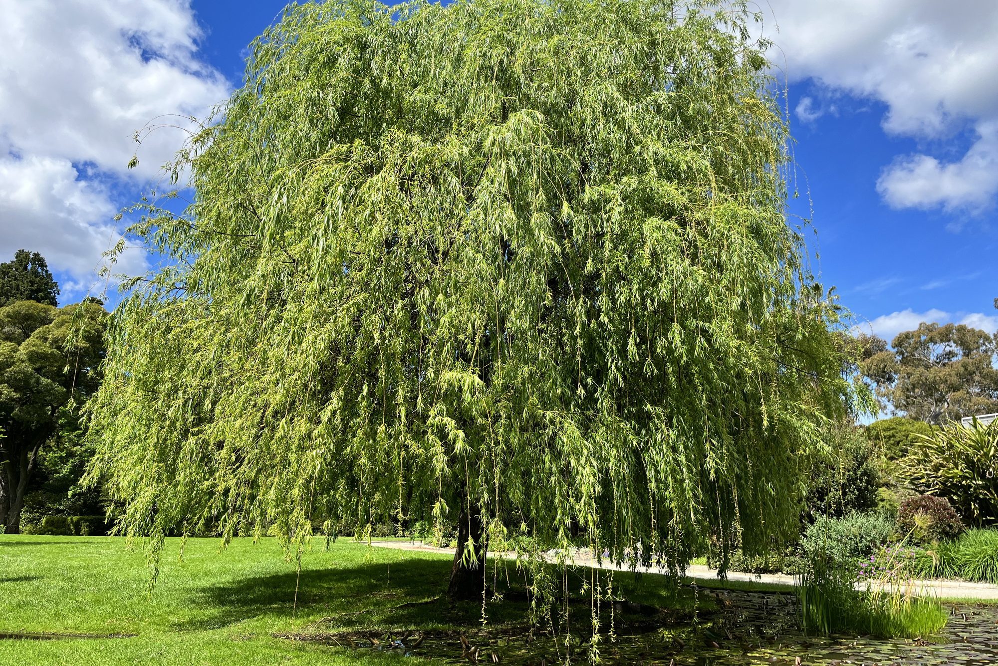 <p>Willow roots slow water flow, helping control flooding, while their big, bushy bodies provide habitat for birds and other wildlife.</p> <p>More than 300 species of caterpillars use willow leaves for food, so planting one means an abundance of <a href="https://www.familyhandyman.com/article/butterfly-vs-moth/" rel="noopener noreferrer">butterflies and moths</a>, including tiger swallowtails, mourning cloaks and sylvan hairstreaks. Willow flowers are also food for <a href="https://www.familyhandyman.com/article/10-crazy-things-you-didnt-know-about-bees/" rel="noopener noreferrer">bumblebees</a> and other insects. "Some people feel they are messy, but the immense benefits to wildlife outweigh the mess to me," says Glassey.</p> <p>Willows are native to much of the country, and species range from trees to shrubs. It's important to plant one that is native to your area, especially if you're in a dry region, because they use a lot of water. Most willows prefer sunny, moist to wet soil. Don't plant them near your house or other structures because their <a href="https://www.familyhandyman.com/list/worst-trees-for-your-homes-plumbing/" rel="noopener noreferrer">root systems can be invasive</a>.</p>