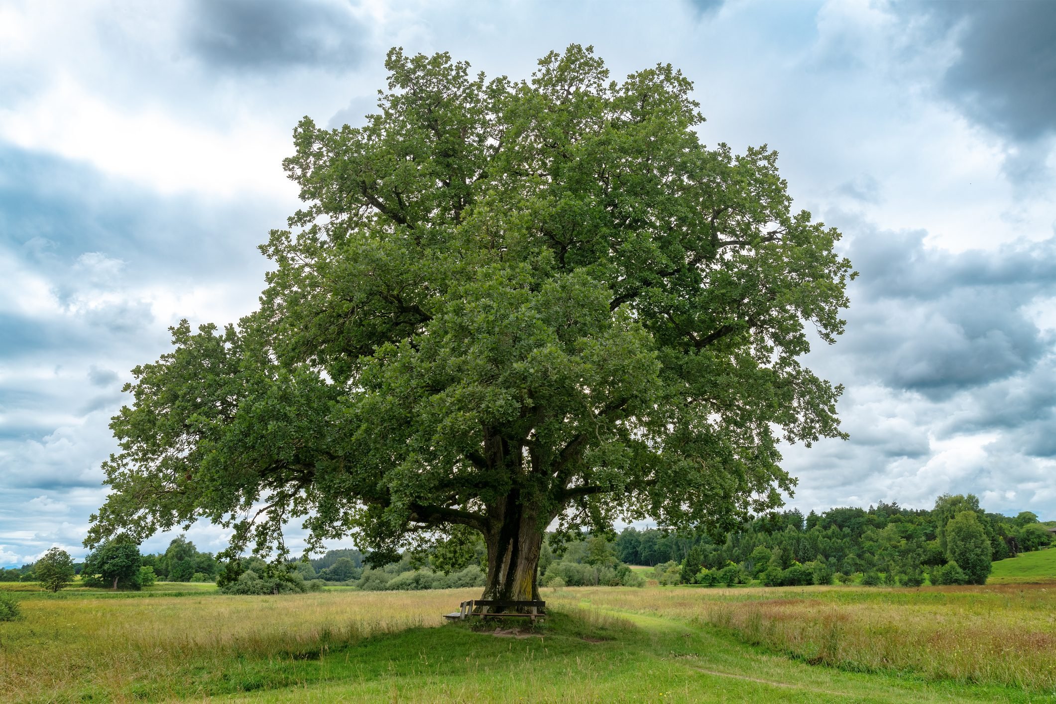 <p>Oak trees are a <a href="https://www.familyhandyman.com/article/what-is-a-keystone-plant-and-how-does-it-support-wildlife/" rel="noopener noreferrer">keystone species</a> across the country, collectively supporting nearly 500 species of caterpillars. Their acorns also feed deer, rabbits, birds, squirrels and foxes. Some oaks even support bats.</p> <p>"Oaks are rich in history due to their stature, quality hardwood and benefits to wildlife," says Glassey. "Some feel worried these giants will fall [down], but just remember to give them proper <a href="https://www.familyhandyman.com/article/homeowners-guide-to-soil-ecosystems/" rel="noreferrer noopener noreferrer">soil conditions</a>, nutrients and water."</p> <p>You'll need a big yard to plant most oaks, of course, and there are a lot to choose from. Out of the more than 50 native to the U.S., keystone species by region include: white and black oaks for northern forests; bur oak, post oak and blackjack oak for the Great Plains; and Gambel and scrub oak for North American deserts.</p> <p>Most oaks prefer well-draining sunny locations and benefit from regular watering and minimal pruning.</p>