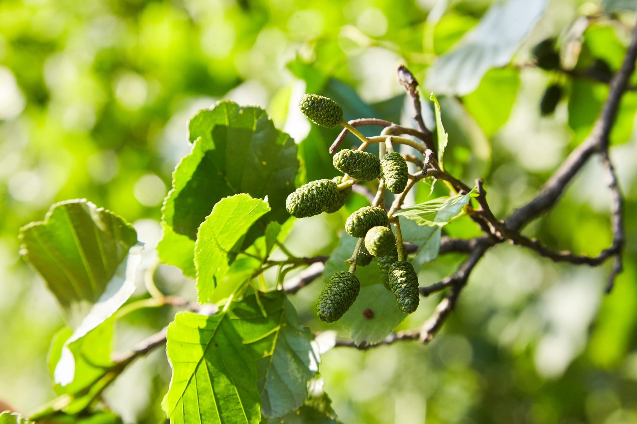 <p>If you live in wet woodlands or along a canal or riverbank, alder trees and shrubs create excellent habitat. Their seeds attract songbirds, and their abundance of insects and caterpillars great for <a href="https://www.familyhandyman.com/project/build-a-bluebird-house/" rel="noopener noreferrer">bluebirds</a> and chickadees. Moose, deer, rabbits and muskrats thrive in alder thickets.</p> <p>"These trees also provide shelter to fish and food for invertebrates, which in turn are a great food source for salmon and brown trout," says Glassey. "The wood of a common alder does not rot!"</p> <p>Various species of native alders abound from Texas into the middle and Northern states, from near sea level up to 10,000 feet. Depending on the species, sizes can range from tall trees to shrubs. Most prefer full sun to part shade. Plant one native to your region and steer clear of European black alder, which can be invasive in places.</p>