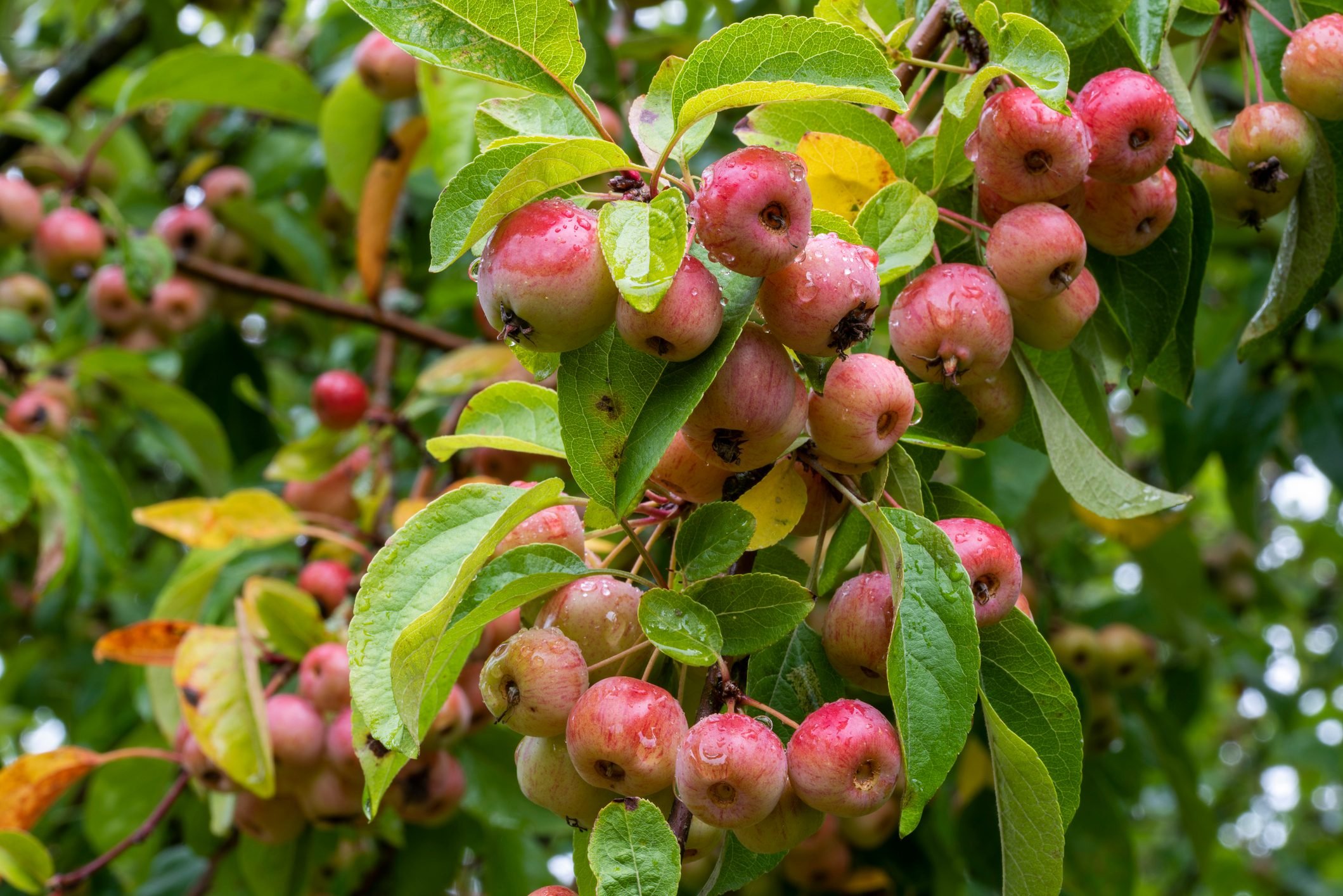 <p>Crabapples are good for medium to smaller yards because their roots aren't too invasive and the trees only grow 10 to 20 feet tall.</p> <p>Their pink <a href="https://www.familyhandyman.com/list/flowering-trees/" rel="noopener noreferrer">springtime blooms</a> make humans cheery while also supporting bees, butterflies and other pollinators. Crabapple trees also provide nesting space and shelter for birds and small animals, and their fruit is a good food source for birds.</p> <p>Some crabapple species came from Europe, but at least three are native, keystone species: sweet crabapple in the Northern forests; prairie crabapple in the Great Plains; and Oregon crabapple in the Northwest. But even if you have a non-native crabapple, it's still a worthy habitat.</p> <p>Plant crabapple in sunny locations with well-draining soil, and provide regular watering during their establishment period, says Ali.</p>