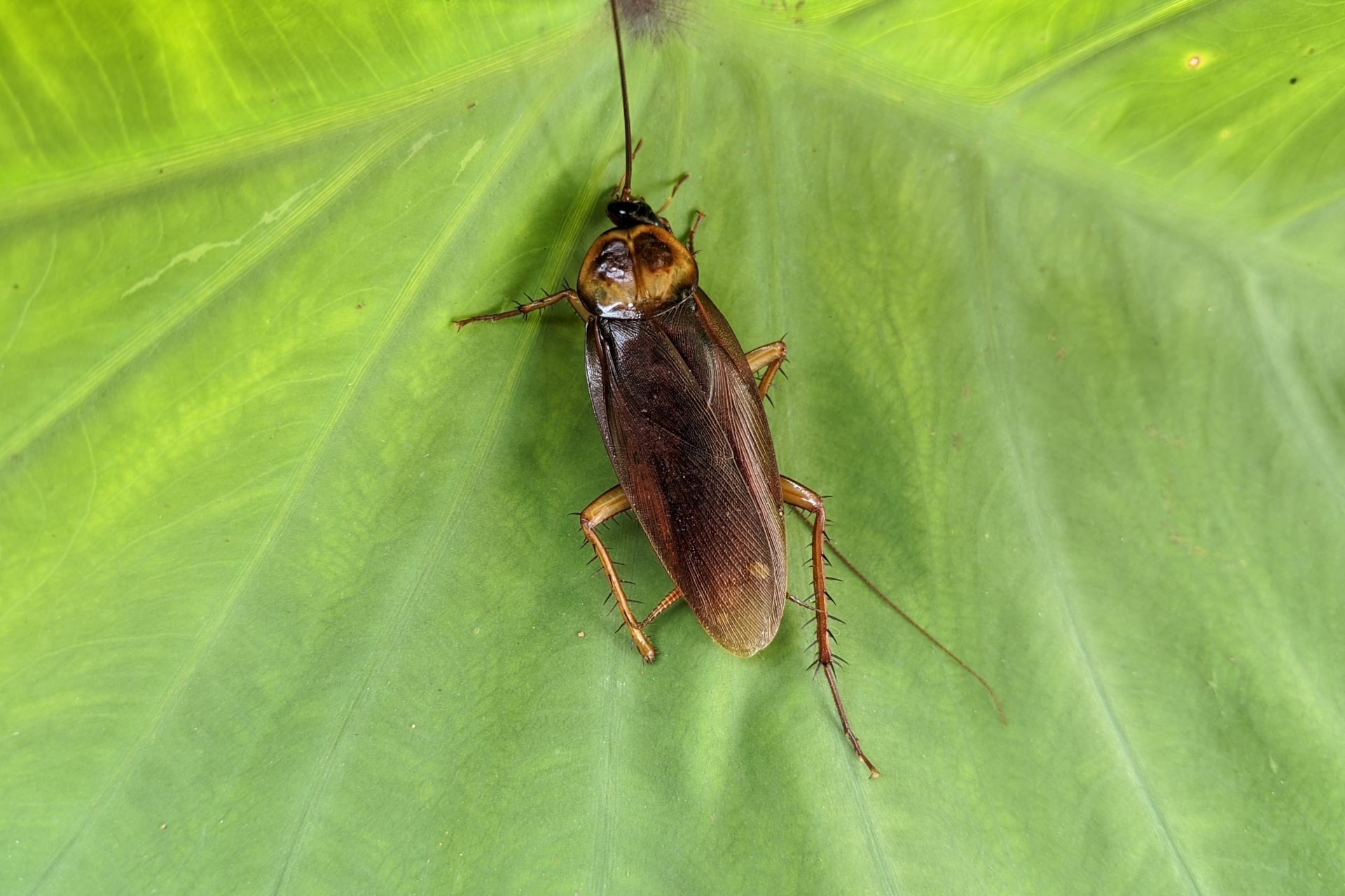 Could cockroach milk be the food of the future?