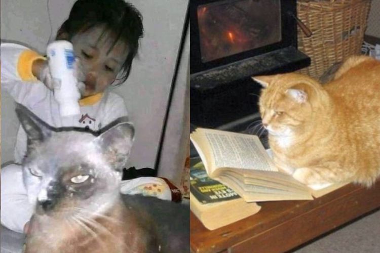 2 weton yang suka memelihara kucing, sampai dianggap anak sendiri!
