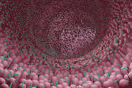 Your Gut Bacteria Can Affect Your Heart Health New Study Finds