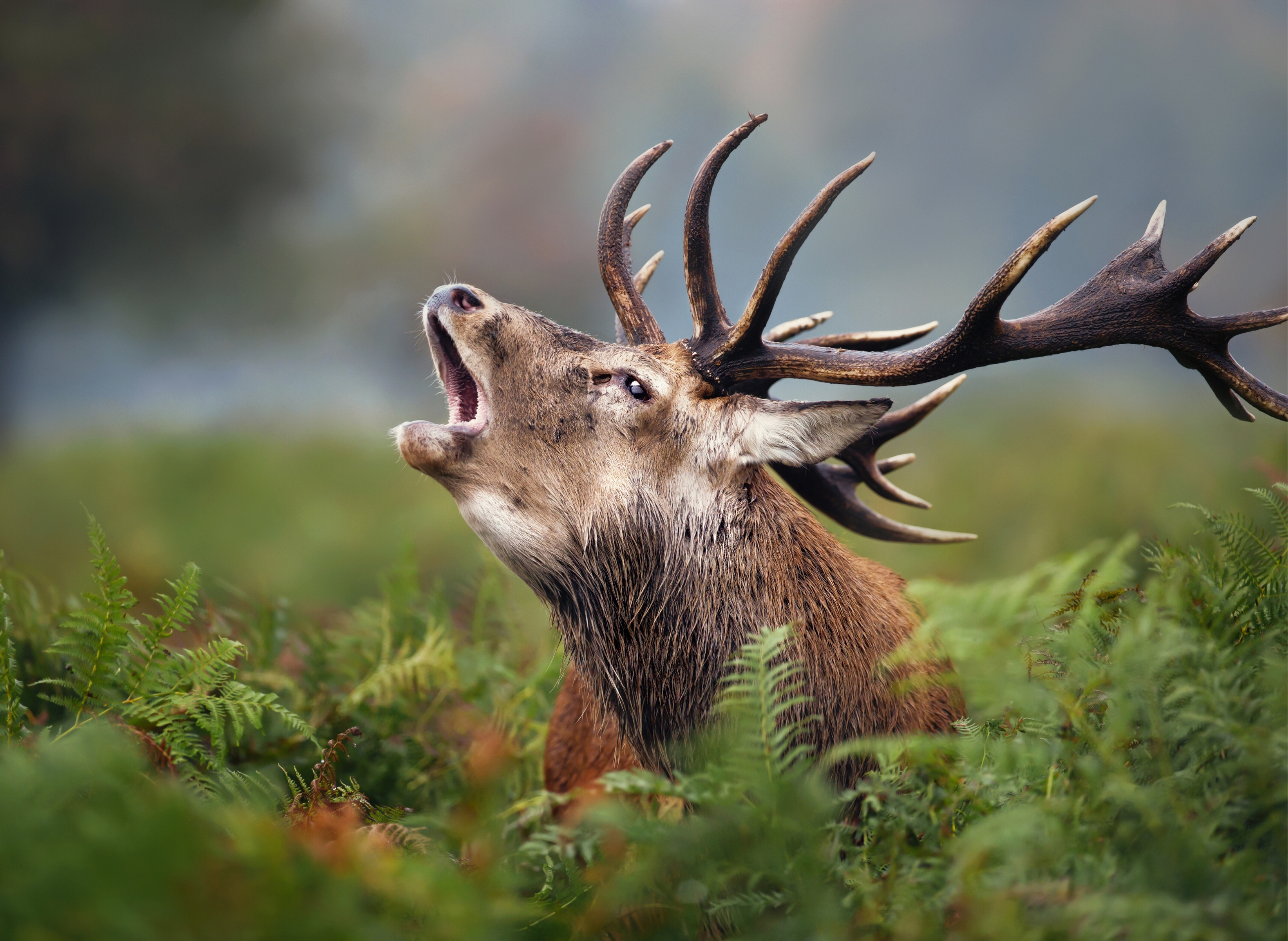 Олень с клыками как называется. Cerf. Как нарисовать Марал кричит.