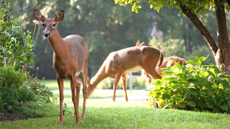 A Few Kitchen Ingredients Will Keep Deer From Eating Your Hydrangeas