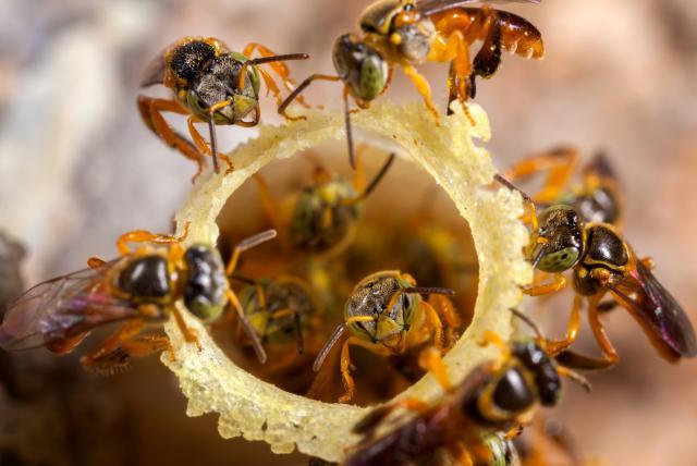 insólito: roban más de 10 mil libras de miel de abejas y destruyen colmenas en cesar