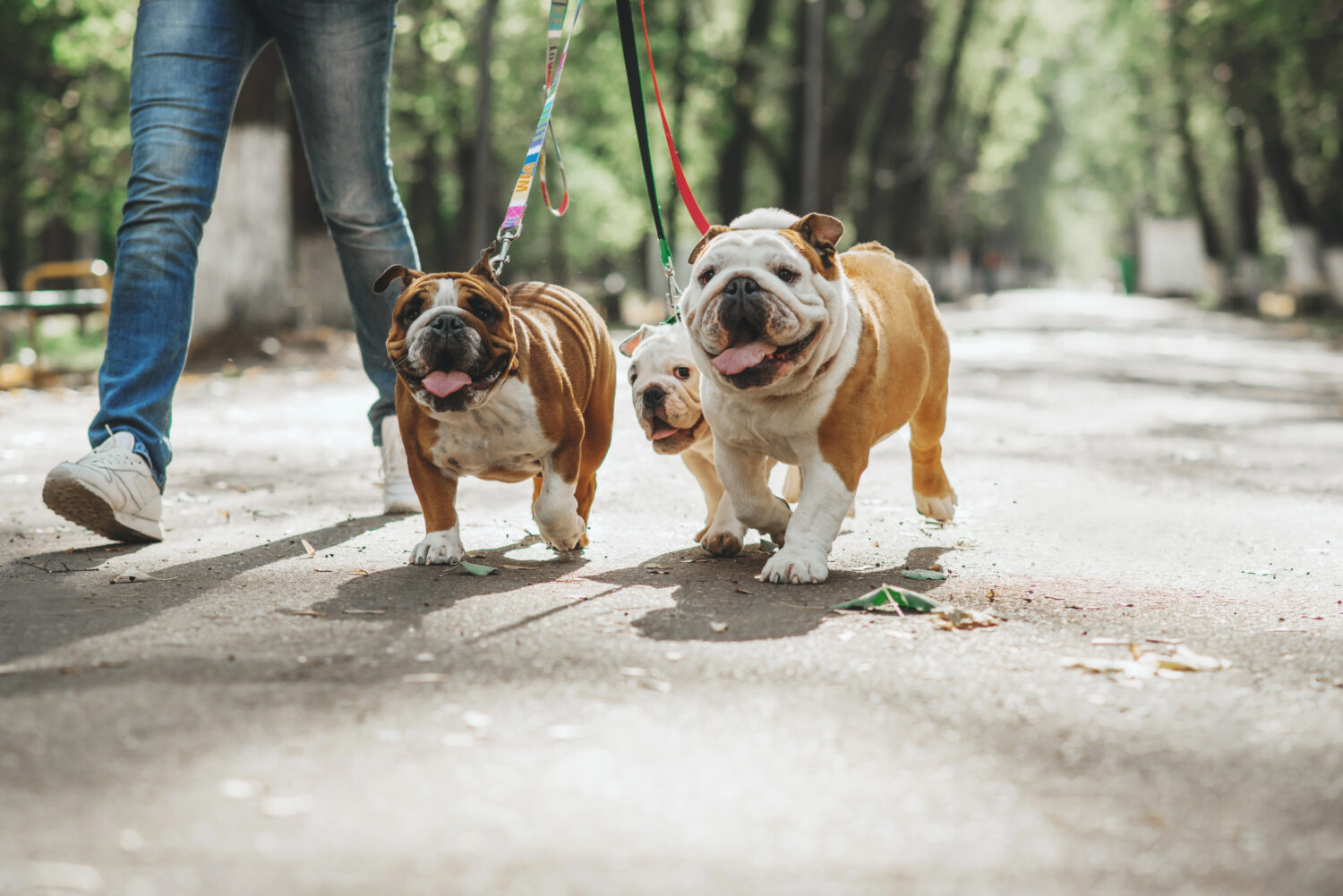 41 Clever and Amazing Bulldog Names