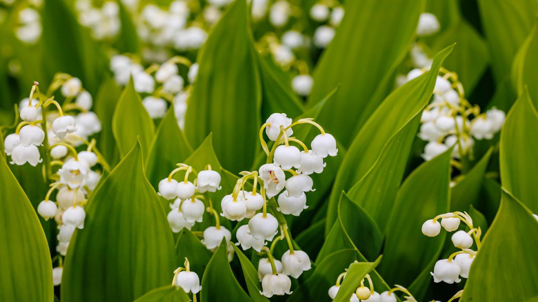 How To Get Rid Of Lily Of The Valley If It Takes Over Your Garden