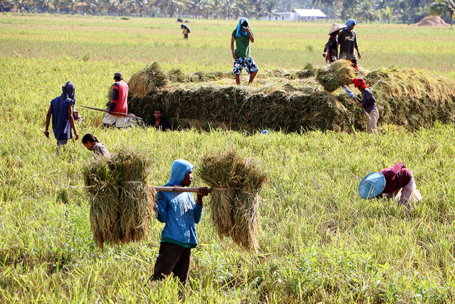 da eyes larger 2024 rice harvest despite el niño