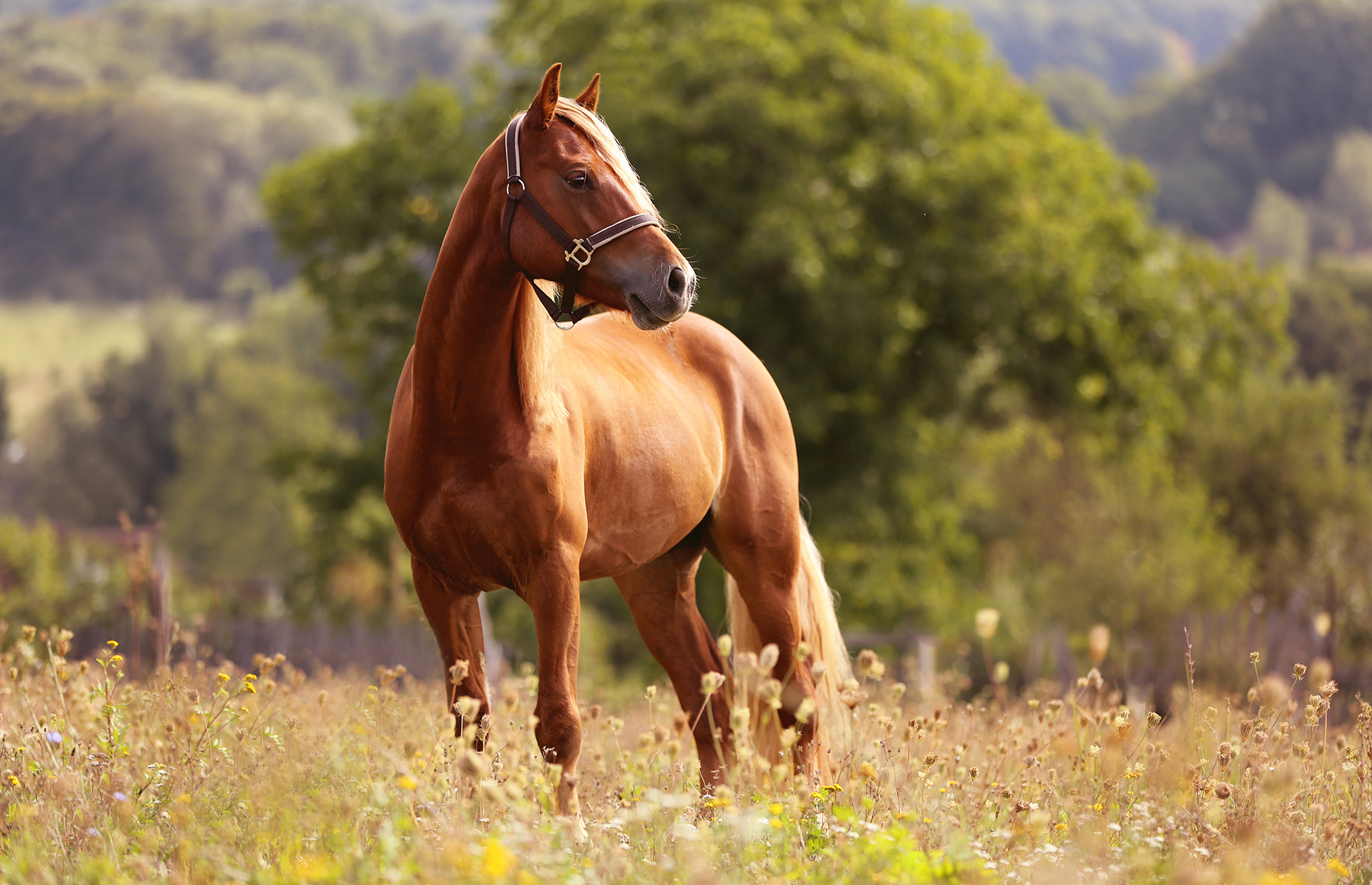 20-most-random-facts-about-horses