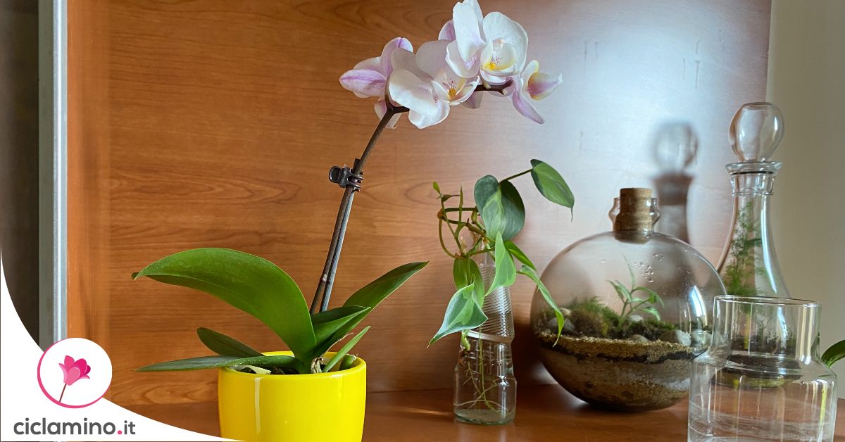 ho capito solo dopo molto tempo che commettevo 3 errori nell’innaffiare le mie orchidee