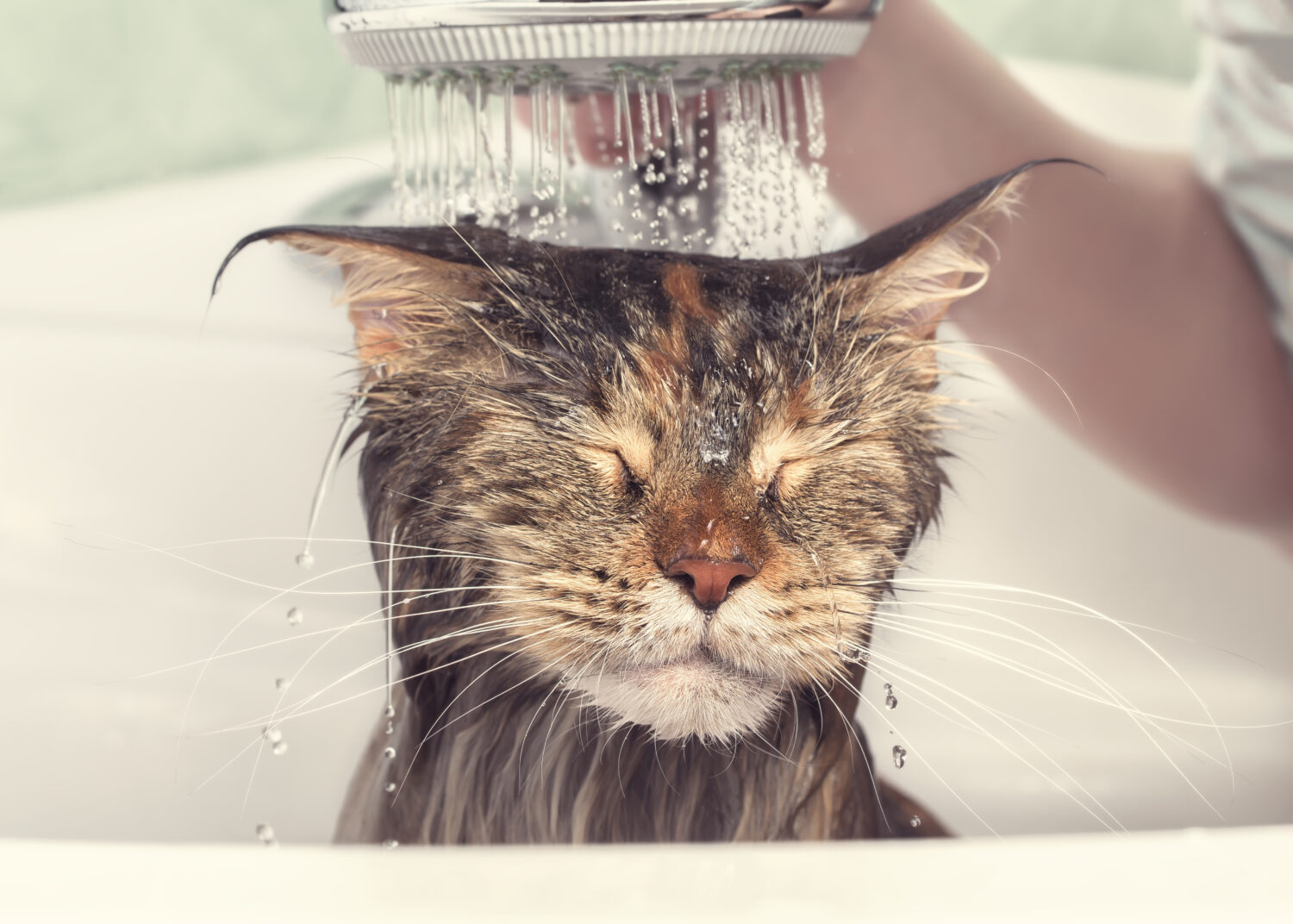 Proper hygiene is vital for a cat’s overall health. <a>©Olleg Visual Content/Shutterstock.com</a>
