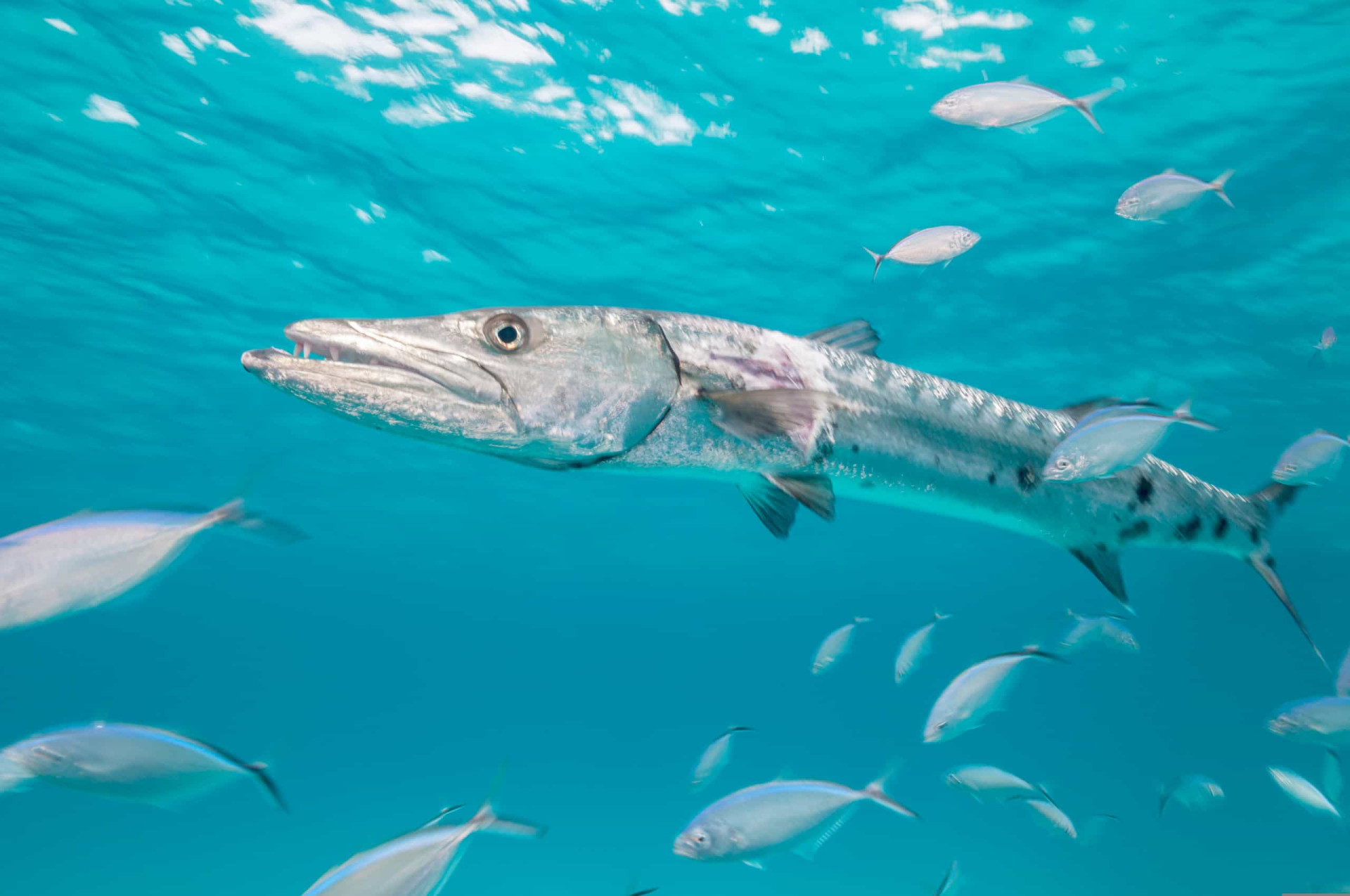 De Gevaarlijkste Zeedieren Ter Wereld