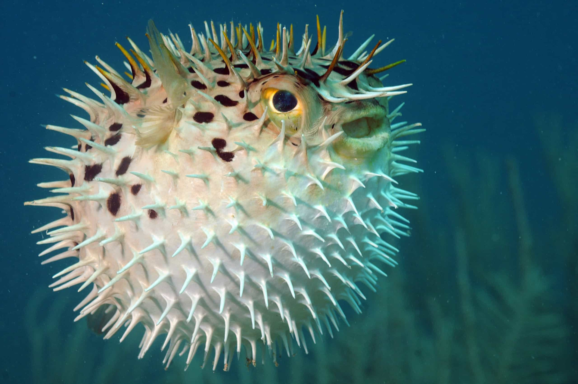 De Gevaarlijkste Zeedieren Ter Wereld