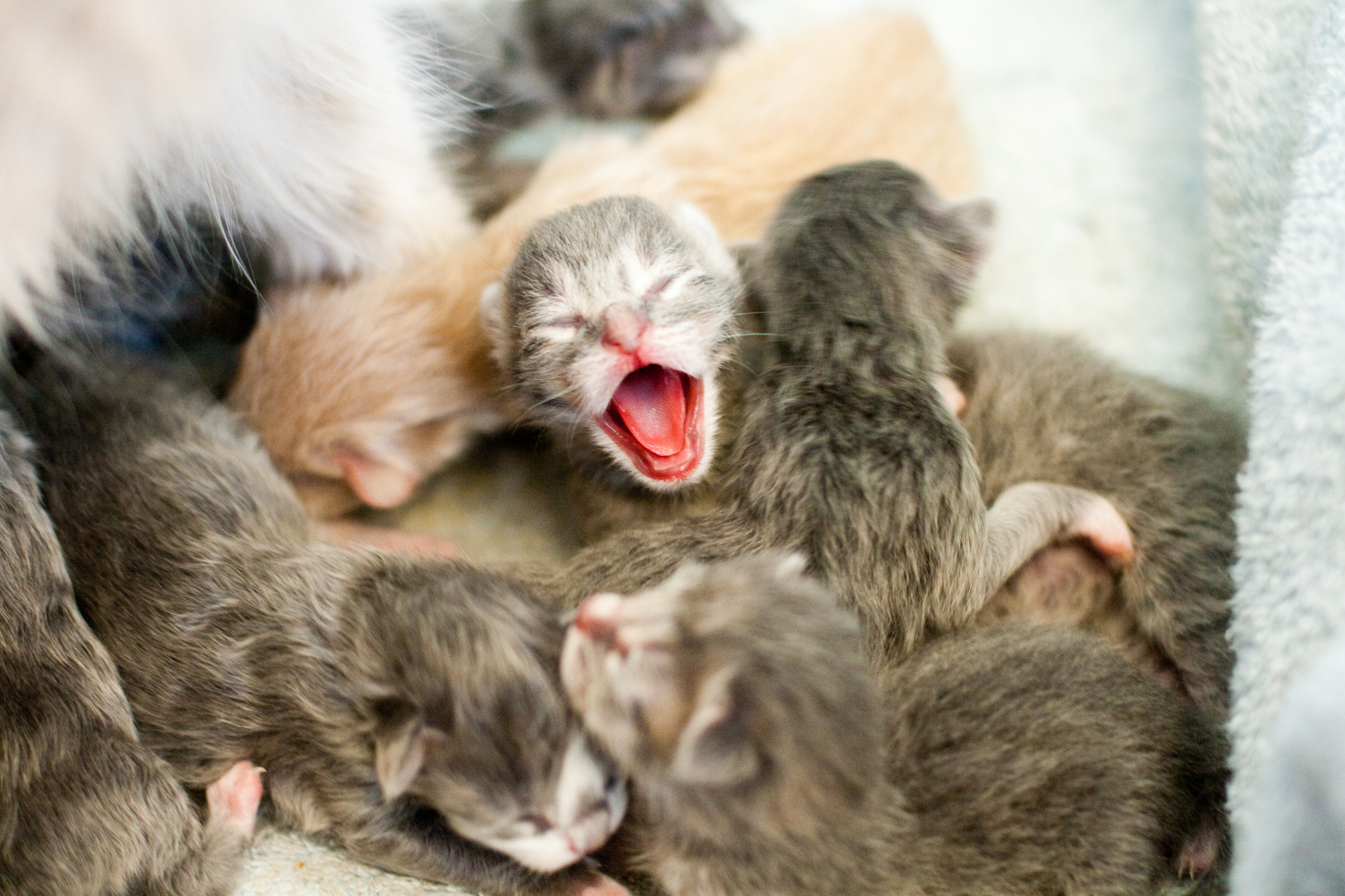 К чему снятся рождающиеся котята. Новорожденные котята. Новорожденный котенок. Слепые котята.