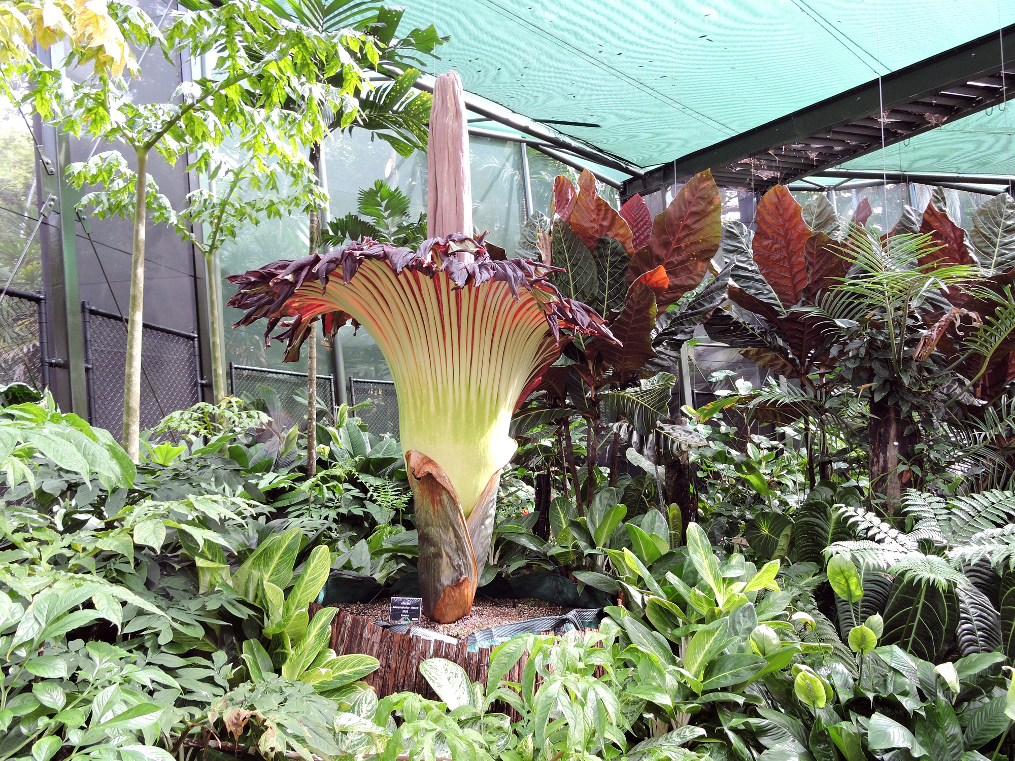 15 Weird Plants That Seem Like They Came Out Of A Sci-fi Movie