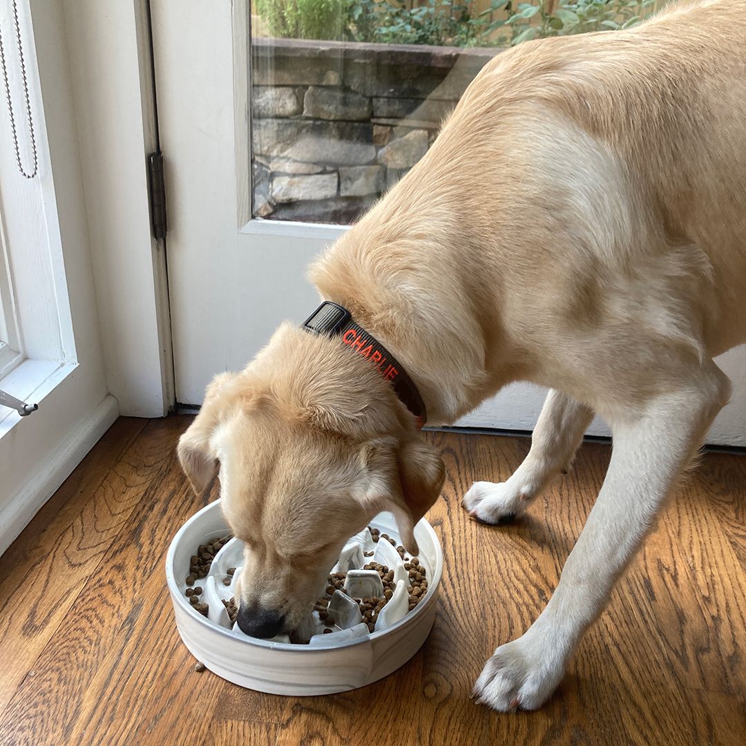 9 Best Slow Feeder Dog Bowls That Will Actually Pace Your Pet