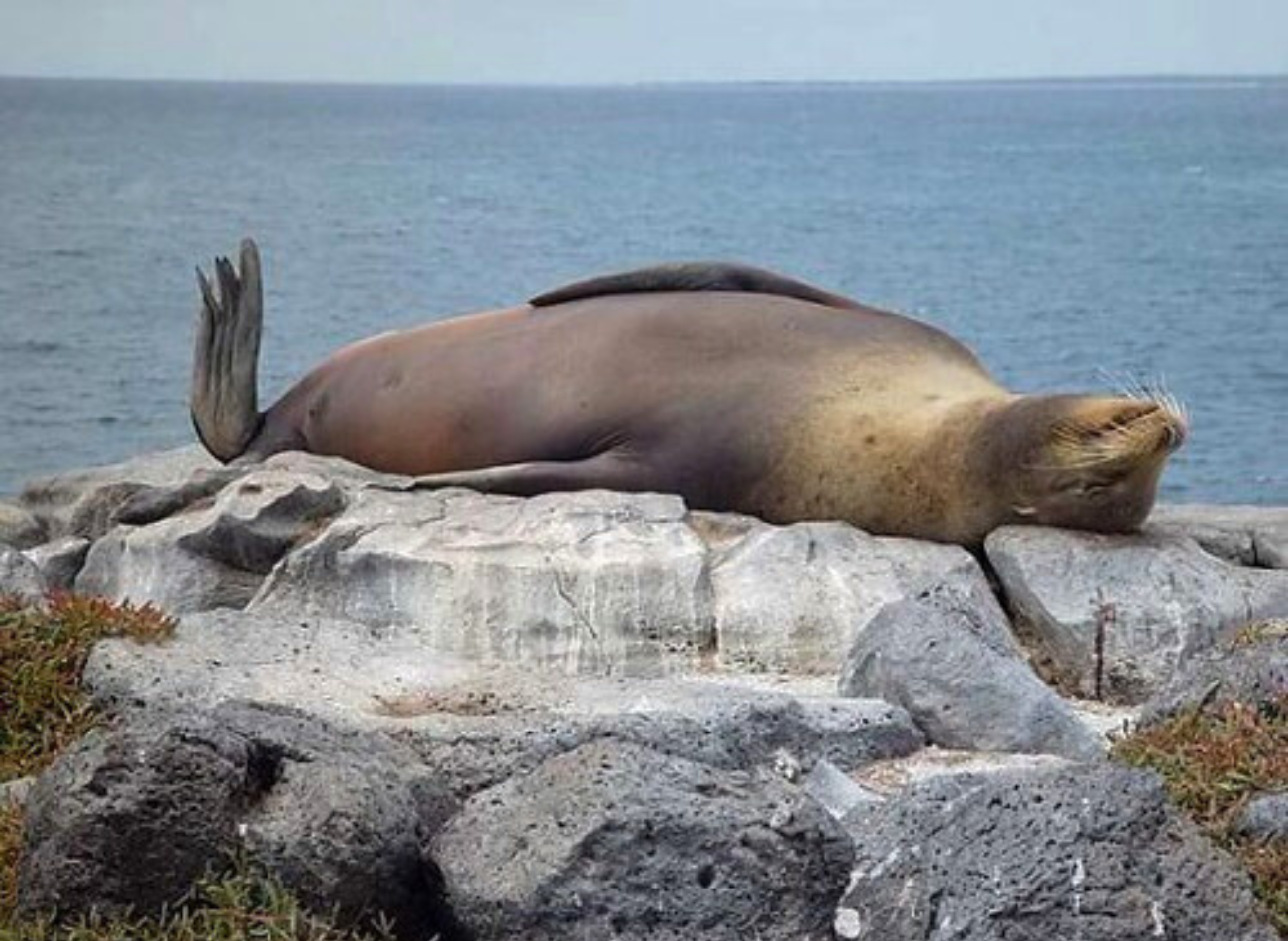 Пока спал на пляже. Тюлень лежит. Тюлень на спине. Тюлень отдыхает.