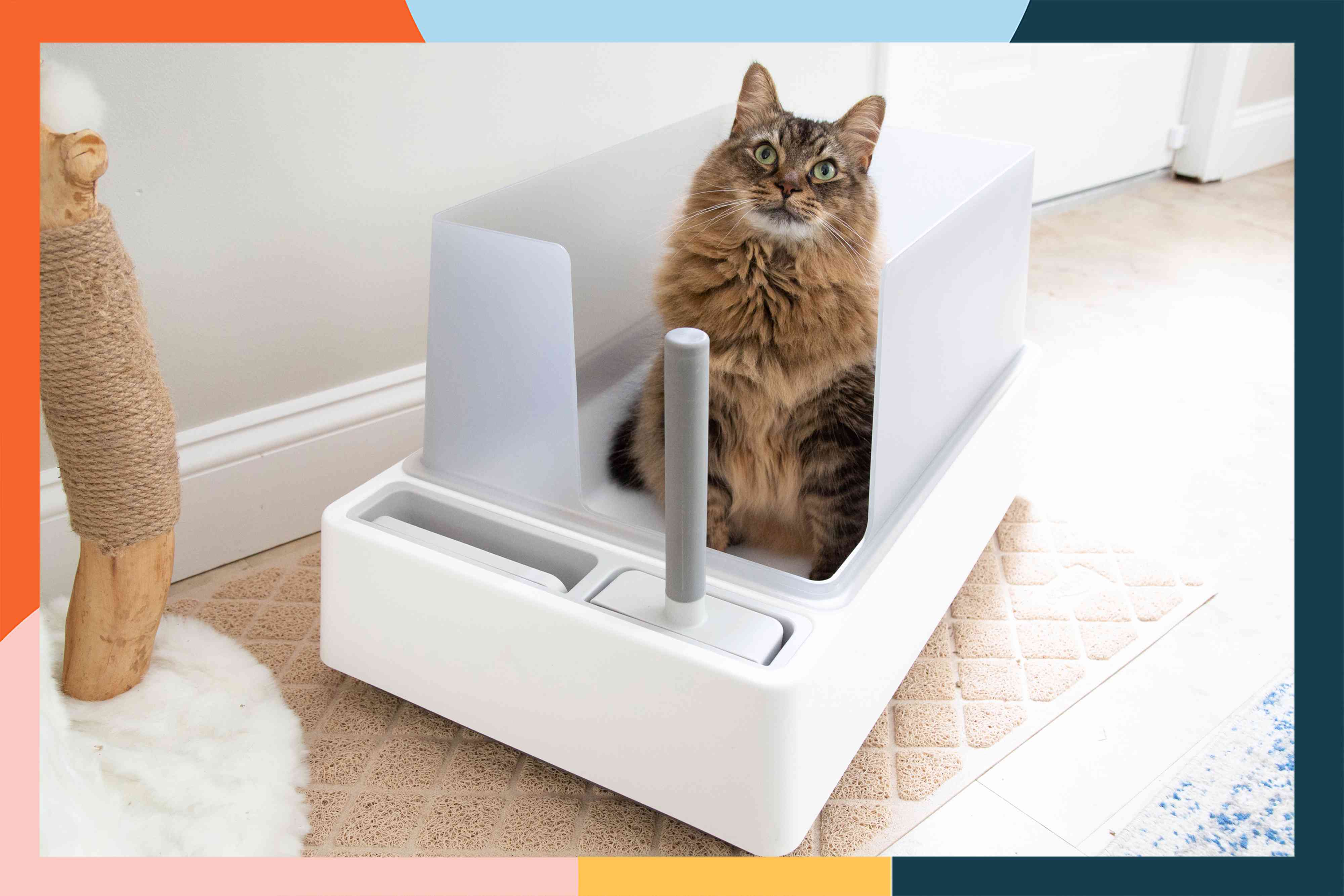 The 15 Best Cat Litter Boxes Of 2024 Tested And Reviewed   AA1h0mm2.img