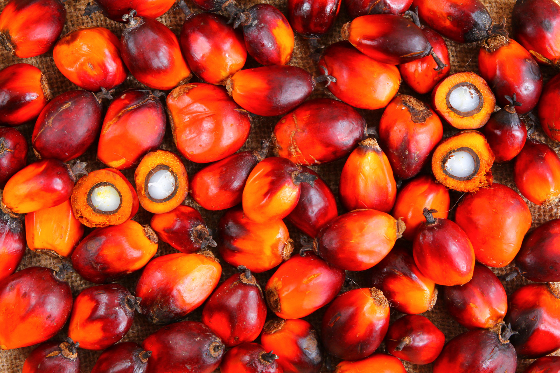 why-we-need-an-alternative-to-palm-oil