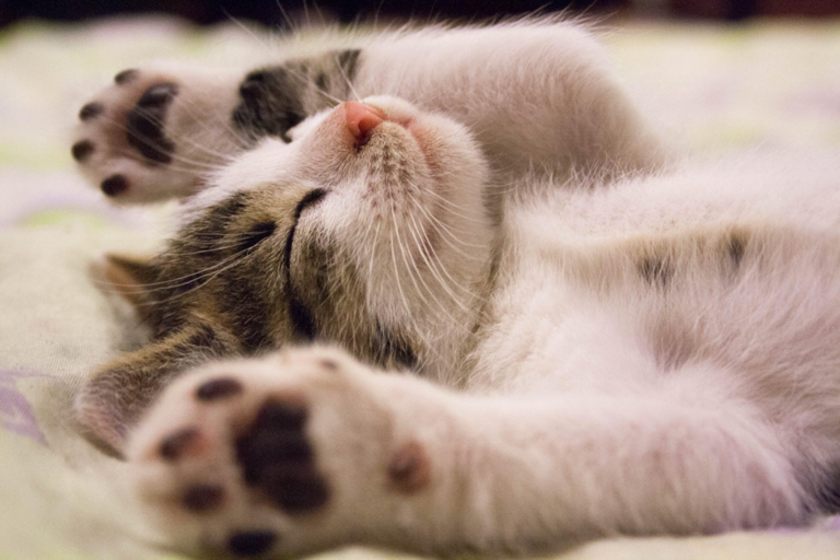 5 things to know before getting a cat