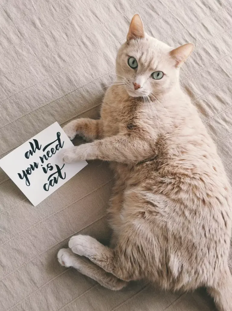 Things To Know Before Getting A Cat