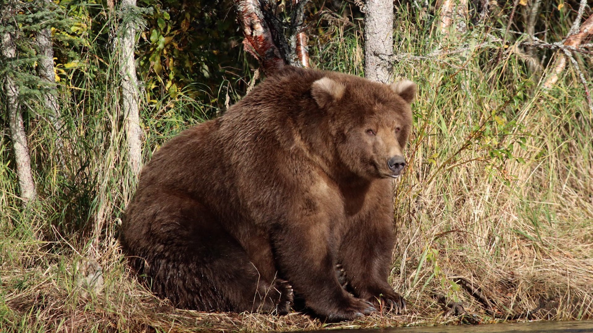 True bear. Медведь Отис самый толстый. Толстый Альберт медведь. Медведь Отис Аляска. Самый толстый медведь Аляски.