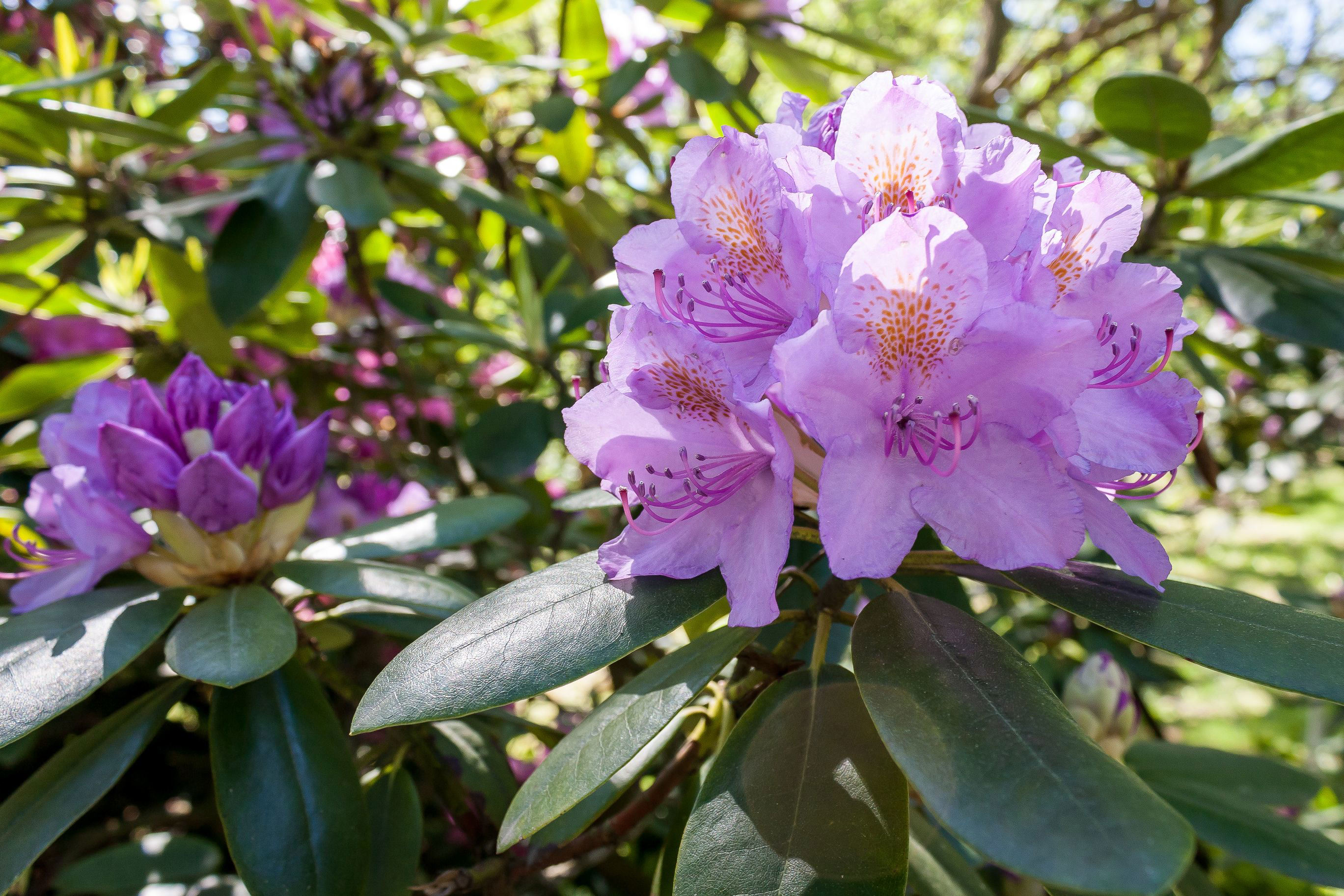 7 Best Fertilizer for Rhododendrons