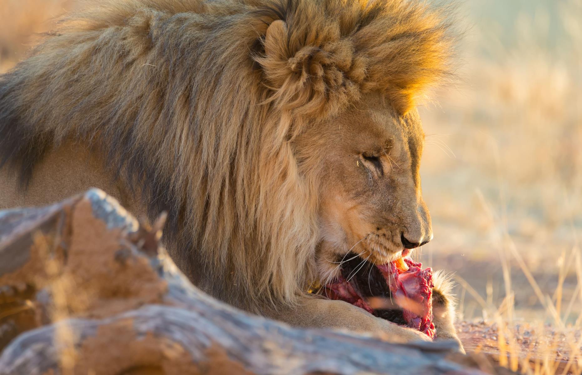 <p>The lion diet, now a massive TikTok trend, takes the carnivore diet a step further, allowing only red meat, salt and water. The elimination diet, which claims to help heal the gut, body and brain, was originally created by podcaster Mikhaila Fuller, who says following it has helped ease her many health problems. Experts warn against it, though, saying the diet lacks nutrients and fibre, is high in saturated fat, and could lead to health problems including high cholesterol and haemorrhoids.</p>  <p><a href="https://www.lovefood.com/galleries/103998/bad-dieting-advice-nutritionists-say-you-shouldnt-listen-to?page=1"><strong>Now discover the diet advice you should definitely ignore, according to experts</strong></a></p>