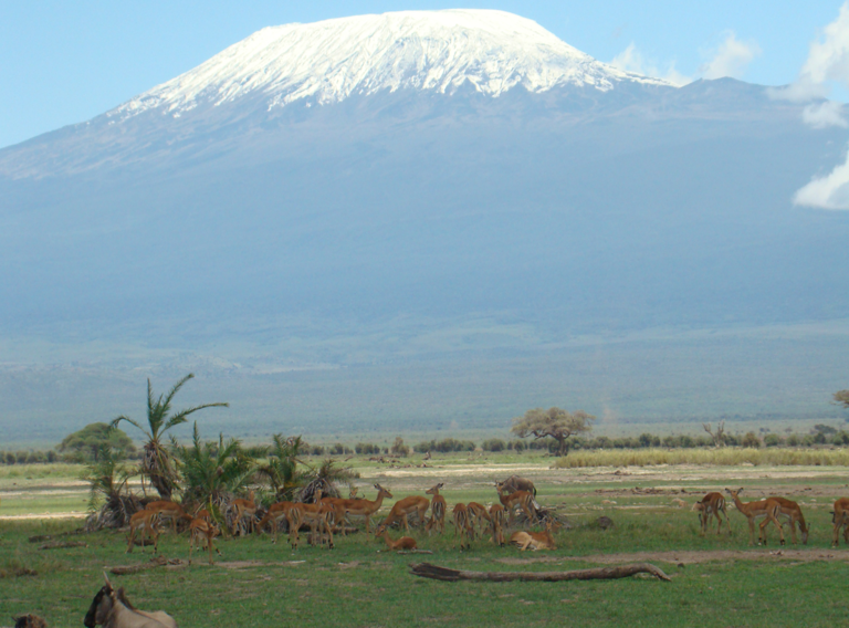 Wildlife with Mount Kilimanjaro in the background | Photo Courtesy