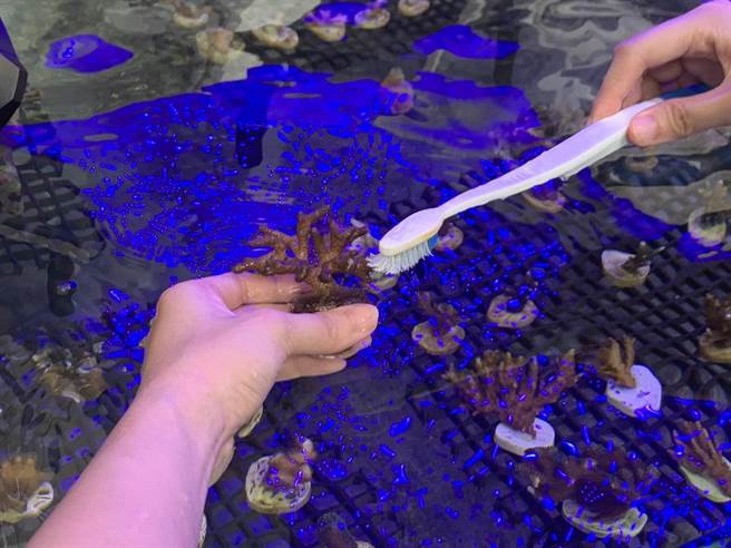 ▲「潮境珊瑚保種中心」溫室內部，復育志工日常會協助刷洗珊瑚上的藻類，避免影響珊瑚發育。（徐佑昇攝）