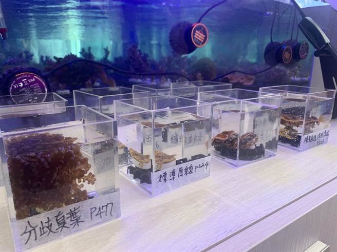 ▲「潮境珊瑚保種中心」溫室內部，可見各類正在復育的珊瑚種類。（徐佑昇攝）