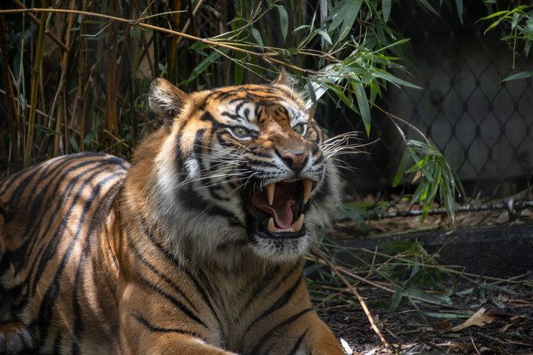5 weton pemilik aura panglima harimau yang kuat menurut primbon