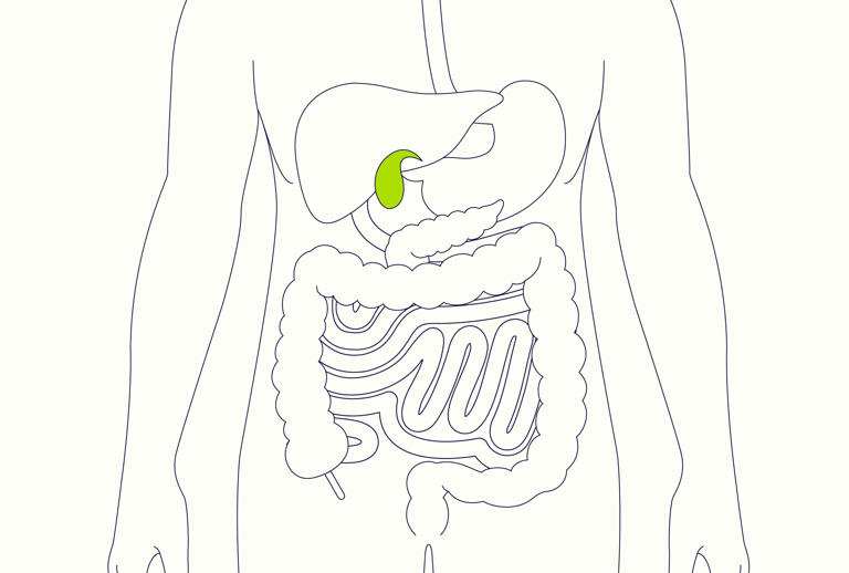 What Is the Gallbladder's Function?